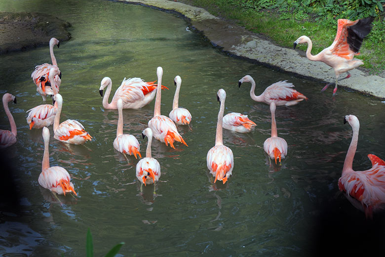 Chile-Flamingos am 13. Oktober 2020 in der Freiflug-Voliere ARALANDIA im Wuppertaler Zoo