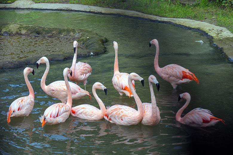 Chile-Flamingos am 13. Oktober 2020 in der Freiflug-Voliere ARALANDIA im Grünen Zoo Wuppertal