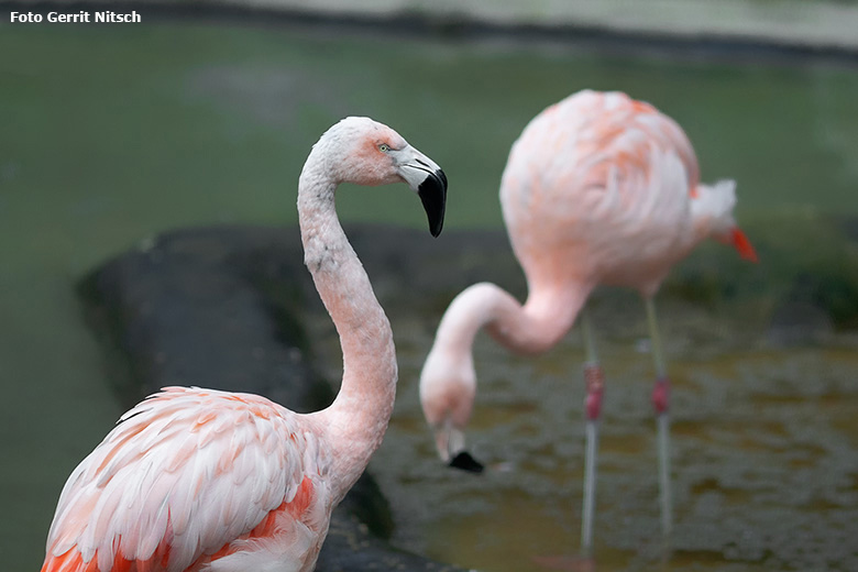 Chile-Flamingos am 16. Oktober 2020 im großen Gehege der neuen Freiflugvoliere ARALANDIA im Grünen Zoo Wuppertal (Foto Gerrit Nitsch)