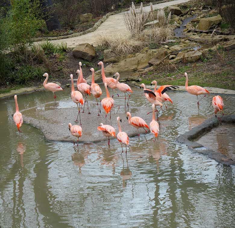 Achtzehn Chile-Flamingos am 12. März 2021 in der Freiflug-Voliere ARALANDIA im Wuppertaler Zoo