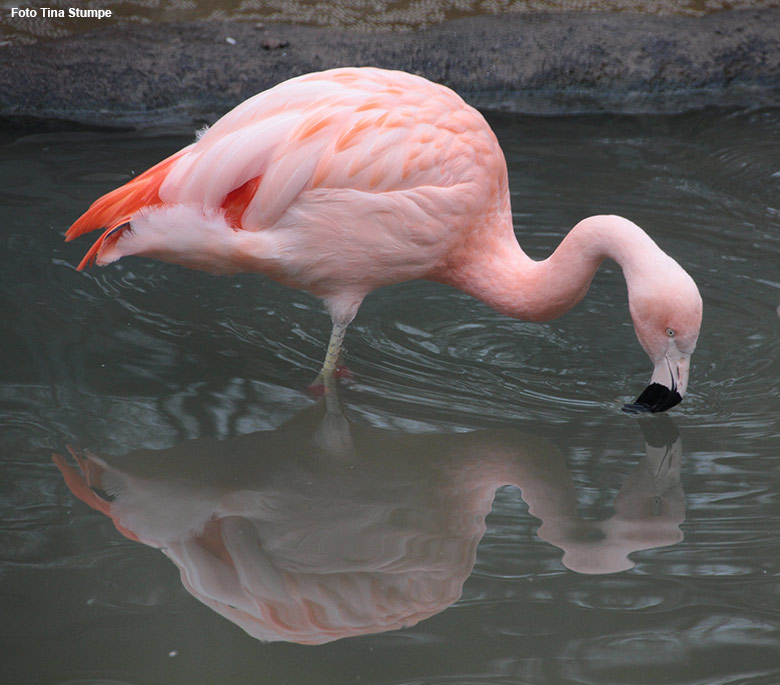 Chile-Flamingo am 21. März 2021 im Wasser in der Freiflugvoliere ARALANDIA im Grünen Zoo Wuppertal (Foto Tina Stumpe)