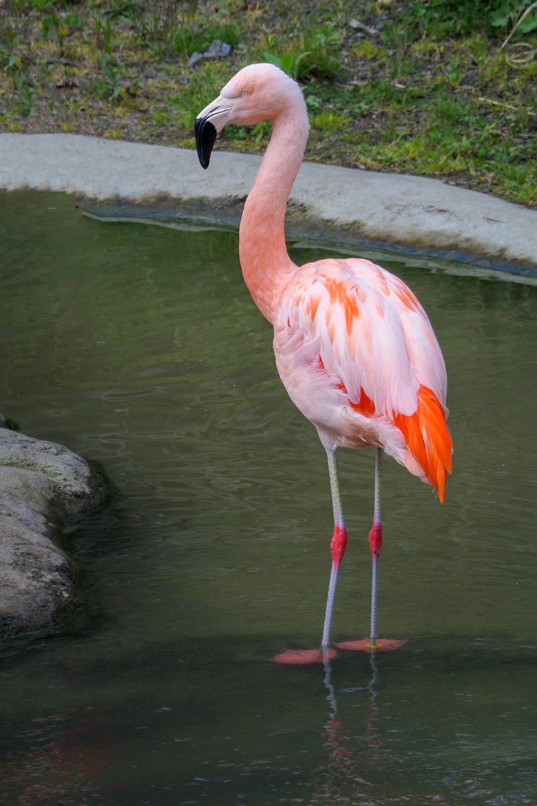 Chile-Flamingo am 3. Mai 2021 in der Freiflug-Voliere Aralandia im Wuppertaler Zoo