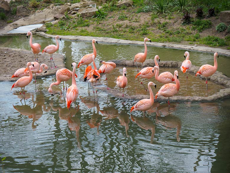 Achtzehn Chile-Flamingos am 3. Mai 2021 in der Freiflug-Voliere Aralandia im Grünen Zoo Wuppertal