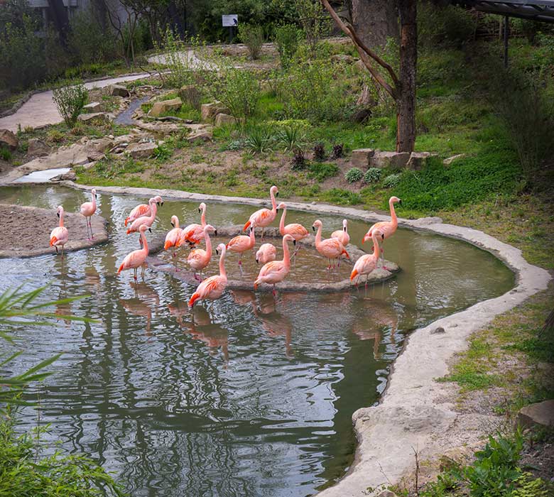 Achtzehn Chile-Flamingos am 3. Mai 2021 in der Freiflug-Voliere Aralandia im Zoologischen Garten Wuppertal