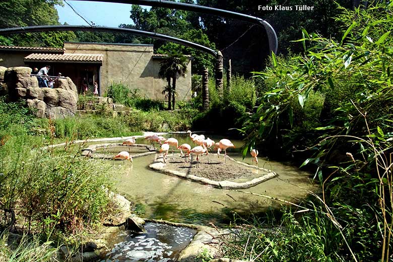 Chile-Flamingos am 23. Juli 2021 in der begehbaren Freiflugvoliere Aralandia im Zoologischen Garten Wuppertal (Foto Klaus Tüller)