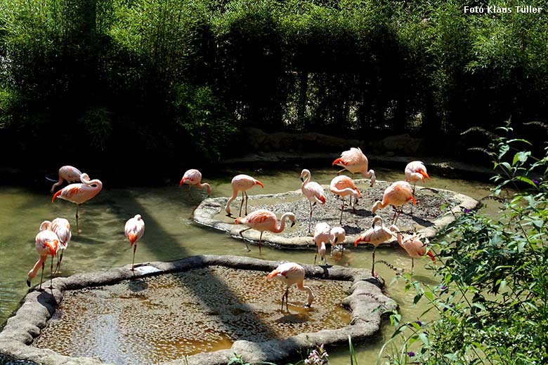 Chile-Flamingos am 23. Juli 2021 in der begehbaren Freiflugvoliere Aralandia im Grünen Zoo Wuppertal (Foto Klaus Tüller)