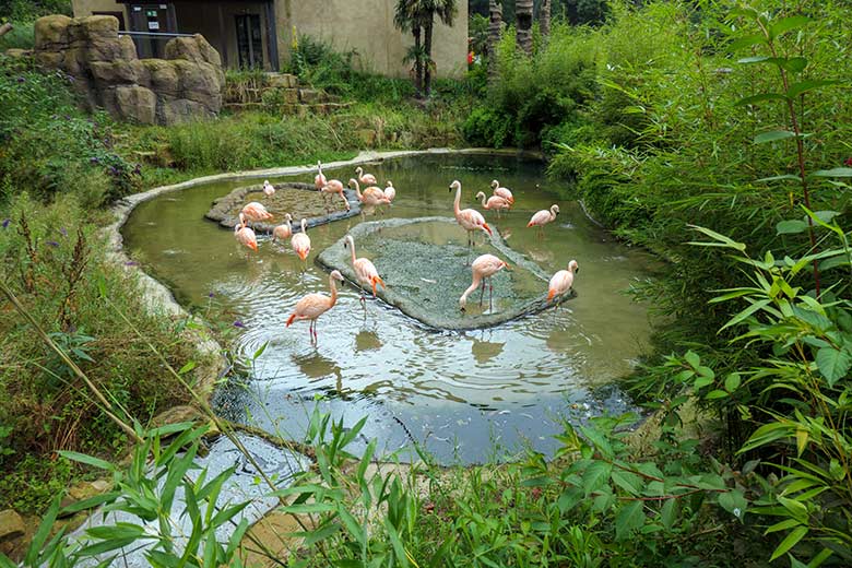 Achtzehn Chile-Flamingos am 17. August 2021 in der begehbaren Freiflugvoliere Aralandia im Grünen Zoo Wuppertal