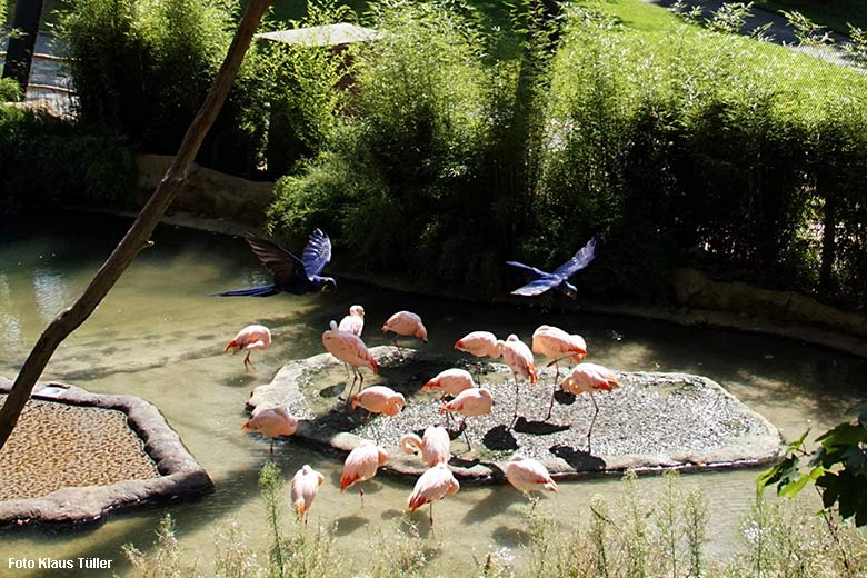 Fliegende Hyazinth-Aras über Chile-Flamingos am 24. August 2021 in der Aralandia-Voliere im Zoologischen Garten der Stadt Wuppertal (Foto Klaus Tüller)