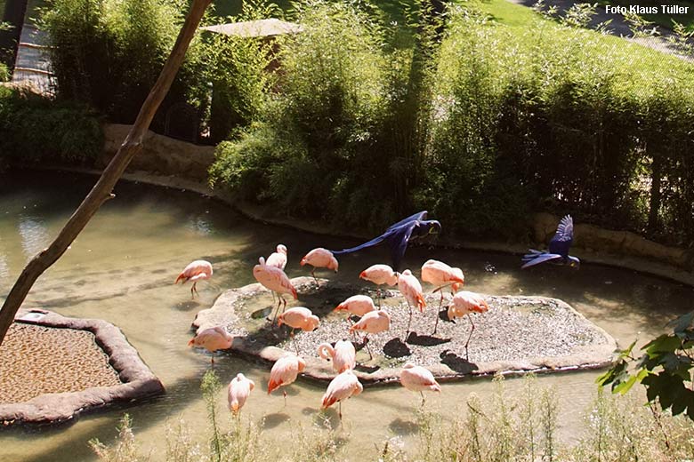 Fliegende Hyazinth-Aras über Chile-Flamingos am 24. August 2021 in der Aralandia-Voliere im Grünen Zoo Wuppertal (Foto Klaus Tüller)
