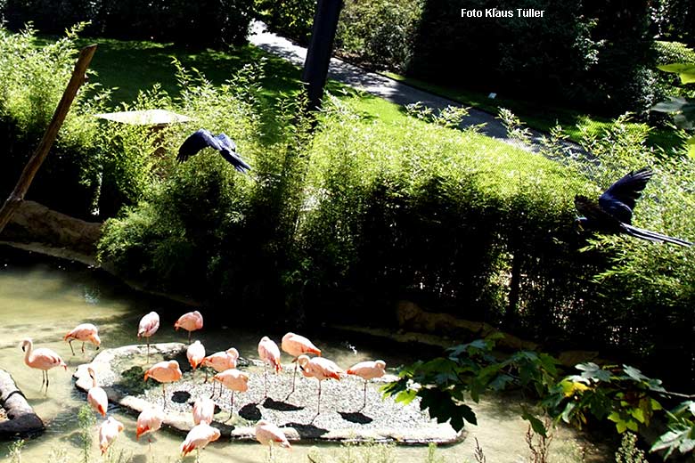 Fliegende Hyazinth-Aras über Chile-Flamingos am 24. August 2021 in der Aralandia-Voliere im Zoo Wuppertal (Foto Klaus Tüller)