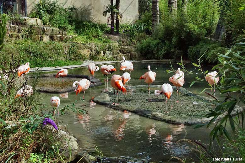 Fliegende Hyazinth-Aras über Chile-Flamingos am 24. August 2021 in der Aralandia-Voliere im Wuppertaler Zoo (Foto Klaus Tüller)
