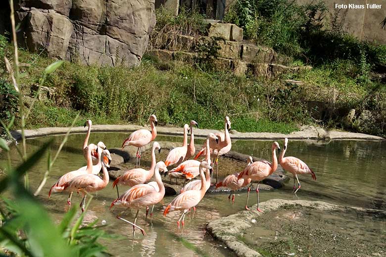Chile-Flamingos am 25. August 2021 in der Aralandia-Voliere im Zoologischen Garten Wuppertal (Foto Klaus Tüller)