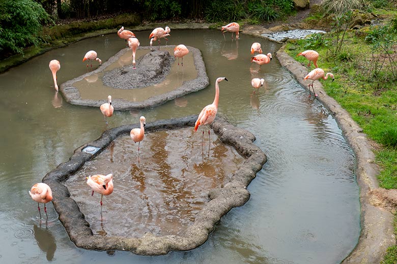 Achtzehn schon längere Zeit in Aralandia zu sehende Chile-Flamingos am 22. April 2023 in der Aralandia-Voliere im Grünen Zoo Wuppertal