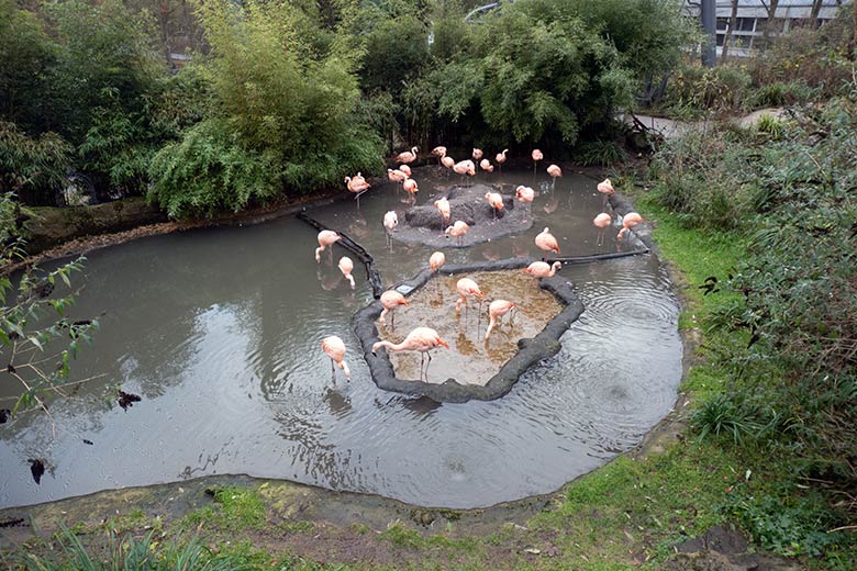 33 Chileflamingos am 3. Dezember 2024 in der Aralandia-Voliere im Grünen Zoo Wuppertal