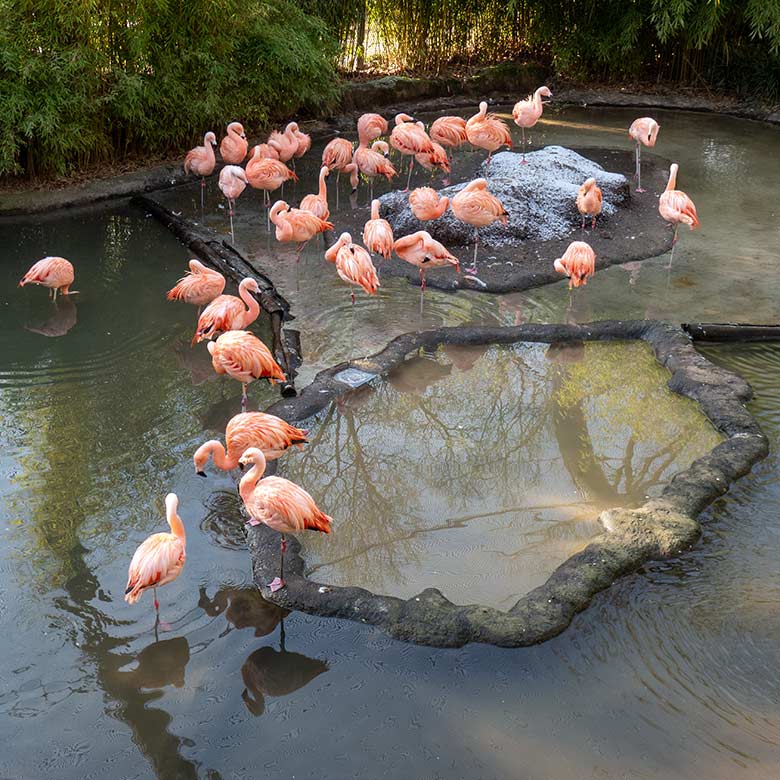 33 Chileflamingos am 21. Januar 2025 in der Aralandia-Voliere im Grünen Zoo Wuppertal