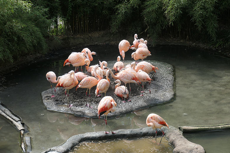 Drei unbebrütete Chile-Flamingo-Eier im Wasser am 18. August 2025 in der Aralandia-Voliere im Grünen Zoo Wuppertal