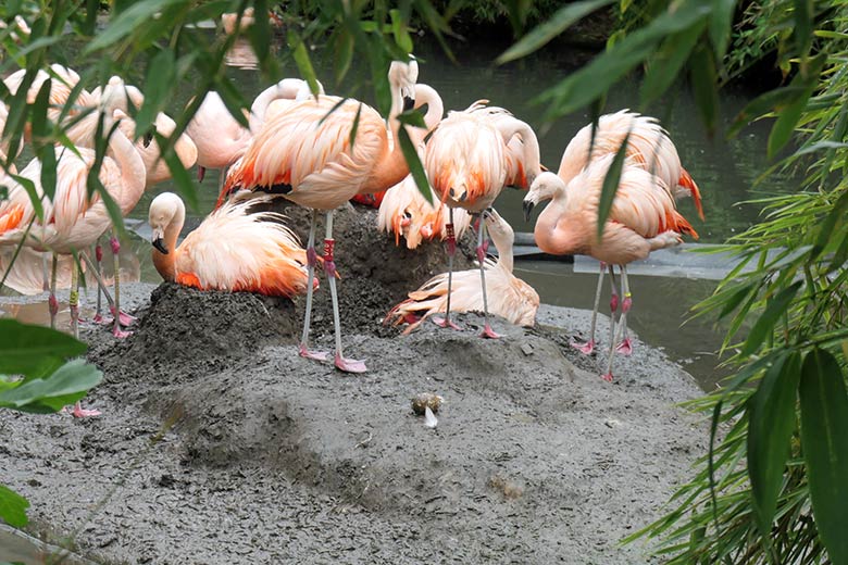 Unbebrütetes Chile-Flamingo-Ei auf dem Schlamm am 28. August 2025 in der Aralandia-Voliere im Zoo Wuppertal