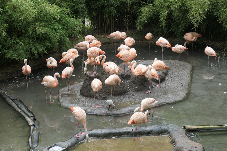 Chile-Flamingos mit Küken am 28. September 2025 in der Aralandia-Voliere im Zoologischen Garten der Stadt Wuppertal
