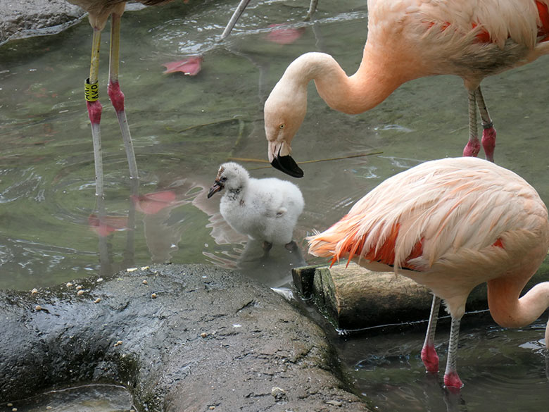 Chile-Flamingos mit Küken am 28. September 2025 in der Aralandia-Voliere im Grünen Zoo Wuppertal