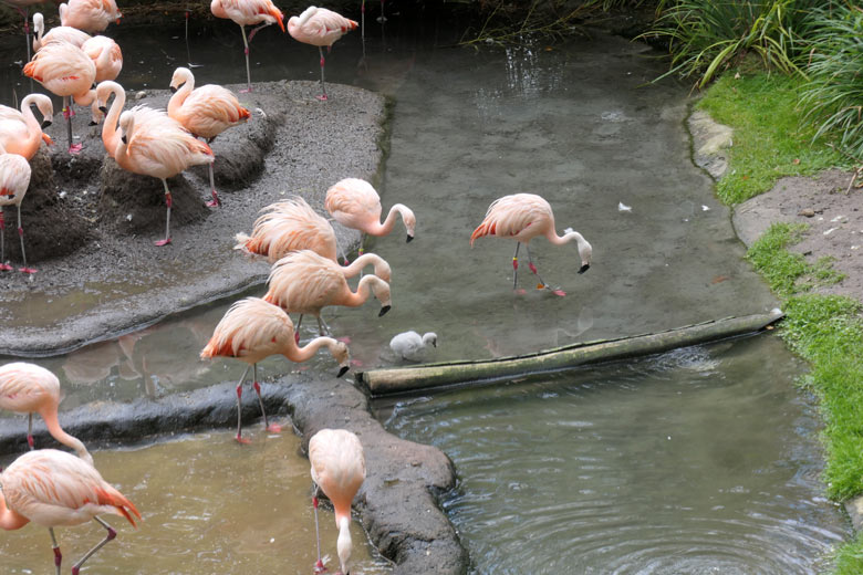 Chile-Flamingos mit dem durch das seichte Wasser schreitenden Küken am 28. September 2025 in der Aralandia-Voliere im Wuppertaler Zoo