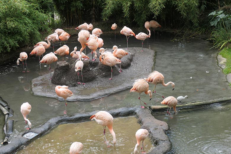 Chile-Flamingos mit Küken am 28. September 2025 in der Aralandia-Voliere im Zoo Wuppertal