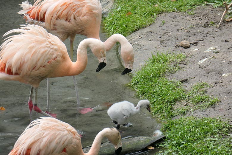 Chile-Flamingos mit Küken am 28. September 2025 in der Aralandia-Voliere im Zoologischen Garten Wuppertal