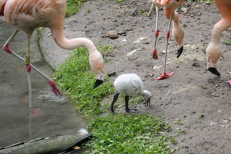 Chile-Flamingos mit Küken am 28. September 2025 in der Aralandia-Voliere im Grünen Zoo Wuppertal