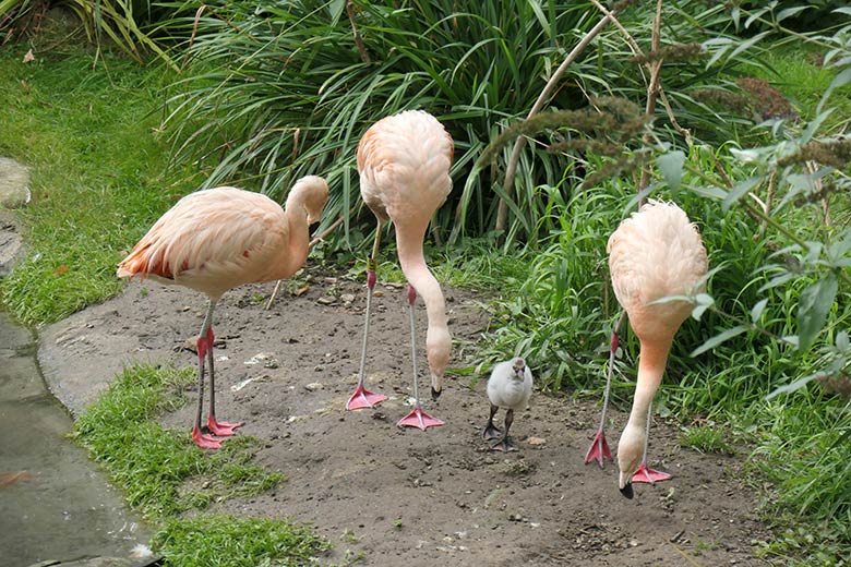 Chile-Flamingos mit Küken am 28. September 2025 in der Aralandia-Voliere im Wuppertaler Zoo
