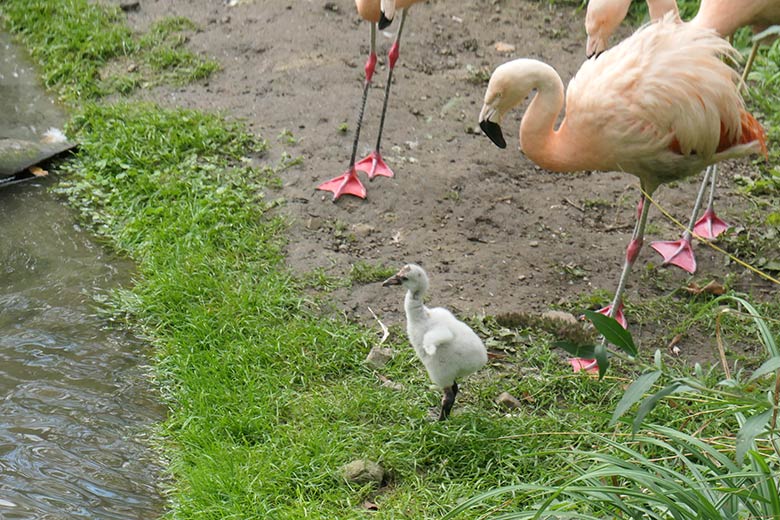 Chile-Flamingos mit Küken am 28. September 2025 in der Aralandia-Voliere im Zoo Wuppertal