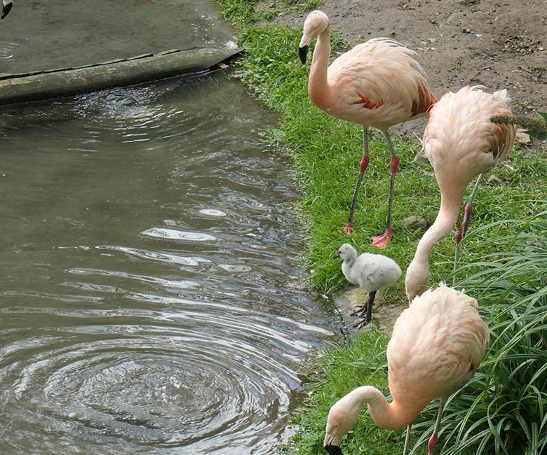 Chile-Flamingos mit Küken am 28. September 2025 in der Aralandia-Voliere im Zoologischen Garten der Stadt Wuppertal