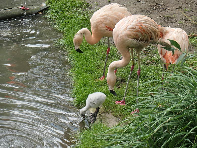 Chile-Flamingos mit Küken am 28. September 2025 in der Aralandia-Voliere im Grünen Zoo Wuppertal
