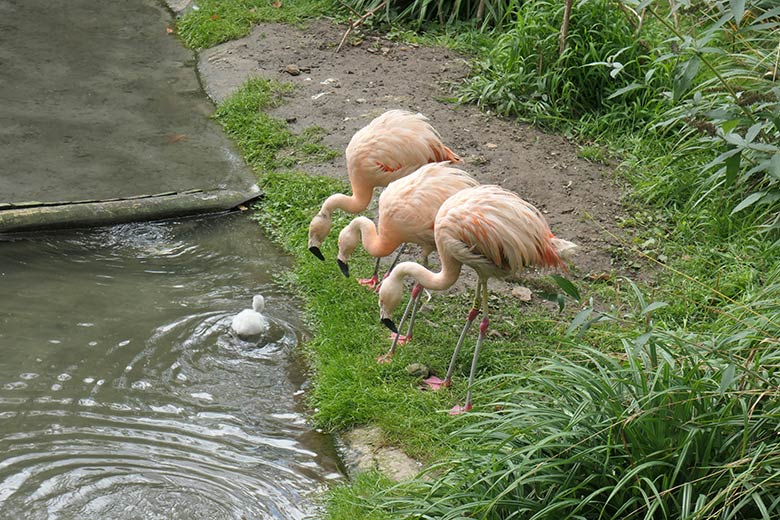 Chile-Flamingos mit dem im tieferen Wasser schwimmenden Küken am 28. September 2025 in der Aralandia-Voliere im Wuppertaler Zoo