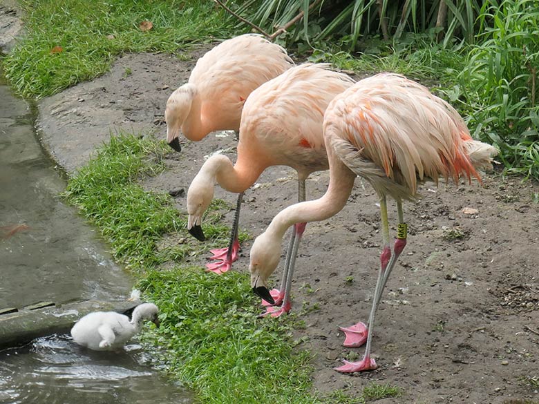 Chile-Flamingos mit Küken am 28. September 2025 in der Aralandia-Voliere im Zoo Wuppertal
