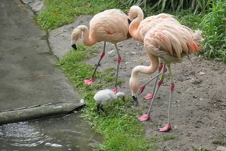 Chile-Flamingos mit Küken am 28. September 2025 in der Aralandia-Voliere im Zoologischen Garten Wuppertal