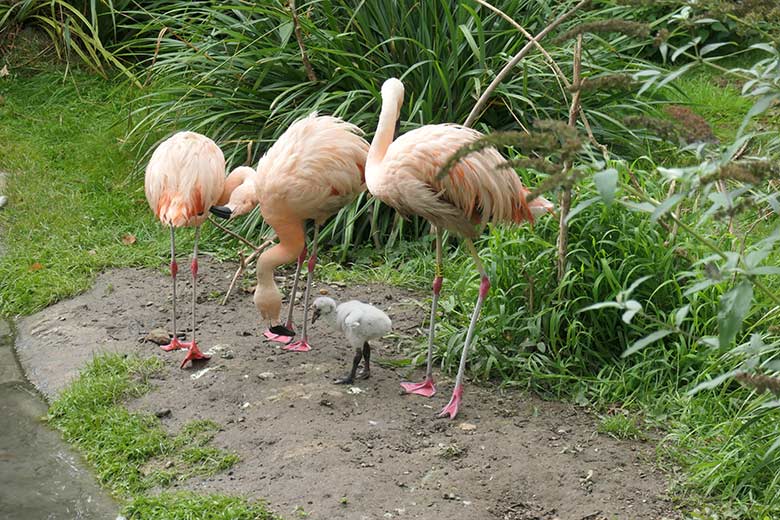 Chile-Flamingos mit Küken am 28. September 2025 in der Aralandia-Voliere im Grünen Zoo Wuppertal