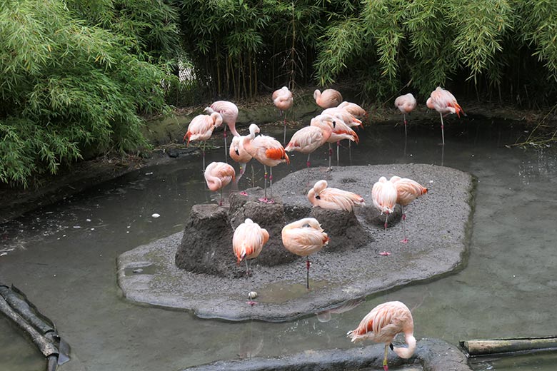 Das noch vor einer Stunde auf dem mittleren Brut-Kegel bebrütete Chile-Flamingo-Ei lag  am 28. September 2025 nun unbebrütet auf dem Schlamm der Brut-Insel im Zoo Wuppertal