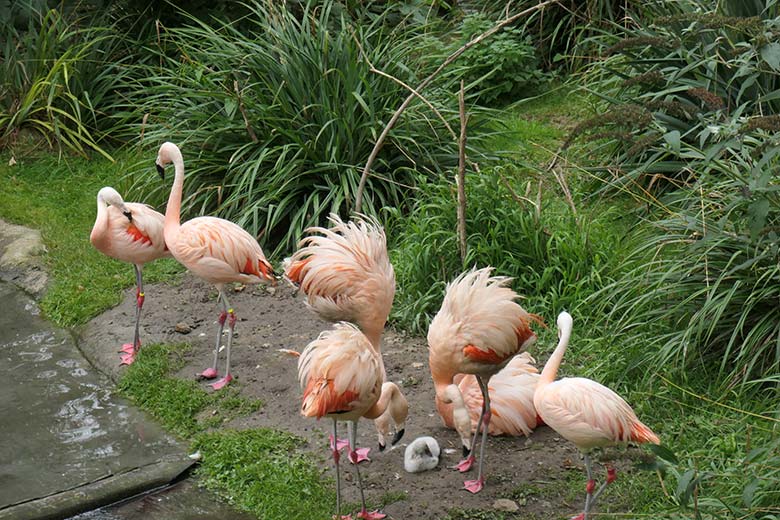 Chile-Flamingos mit Küken am 28. September 2025 in der Aralandia-Voliere im Wuppertaler Zoo