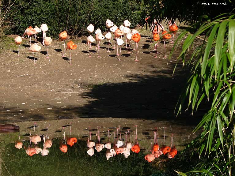 Flamingos im Wuppertaler Zoo im Februar 2008 (Foto Dieter Kraß)