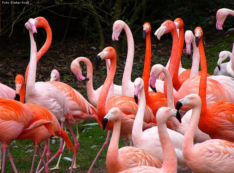 Flamingos im Wuppertaler Zoo im Februar 2008 (Foto Dieter Kraß)