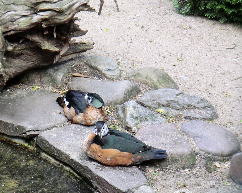 Afrikanische Zwergglanzgänse im Zoo Wuppertal im Juli 2011