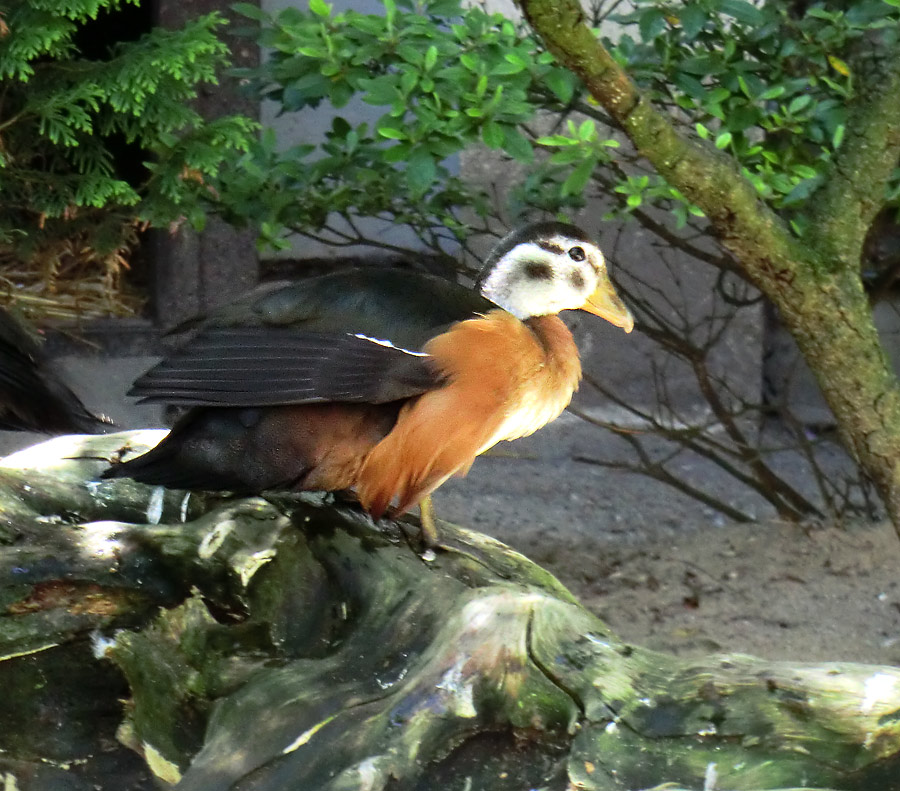 Afrikanische Zwergglanzgans im Zoo Wuppertal im Juli 2012