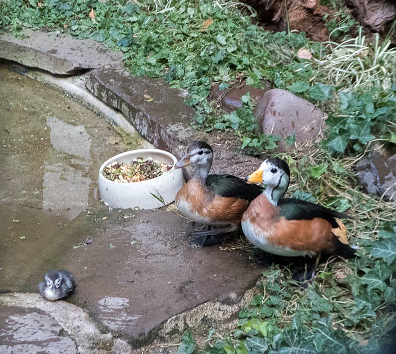 Afrikanisches Zwergglanzgans-Paar mit Küken am 12. August 2018 in der Voliere am Vogelhaus im Grünen Zoo Wuppertal