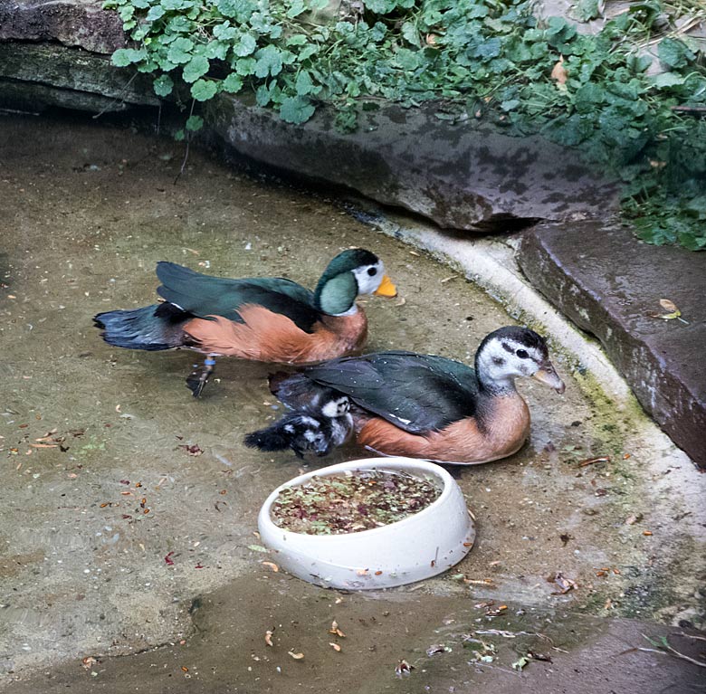 Afrikanisches Zwergglanzgans-Paar mit Küken am 12. August 2018 in der Voliere am Vogelhaus im Wuppertaler Zoo