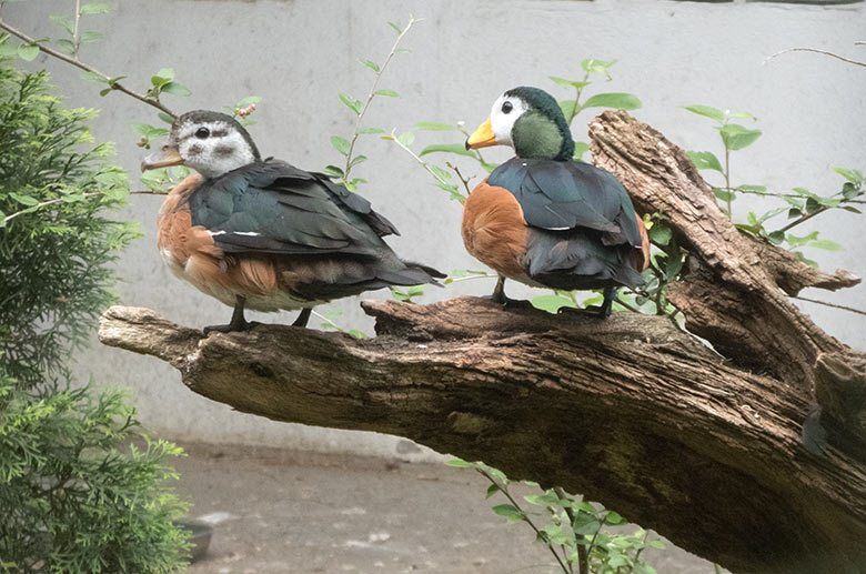 Männliche Afrikanische Zwergglanzgans am 7. August 2020 in einer Außenvoliere am Vogel-Haus im Grünen Zoo Wuppertal