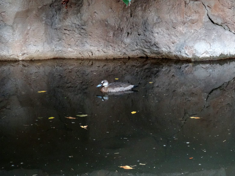 Amazonasente am 6. August 2016 auf dem Wasser des Tapirbeckens im Südamerikahaus im Zoologischen Garten der Stadt Wuppertal