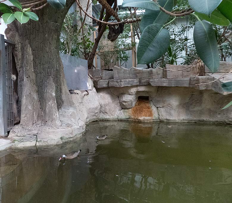 Amazonasenten Männchen und Weibchen am 9. September 2018 auf dem Wasser im Südamerikahaus im Grünen Zoo Wuppertal