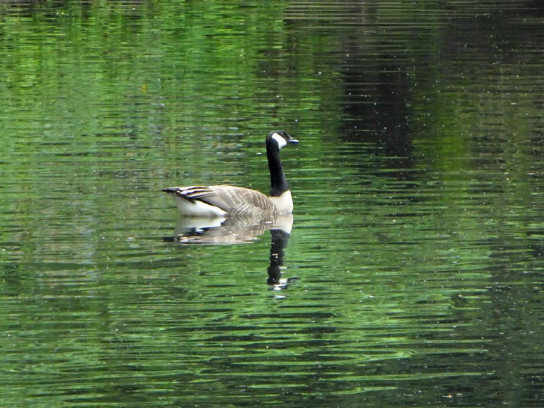 Kanadagans am 13. Mai 2018 auf dem Großen Teich im Grünen Zoo Wuppertal