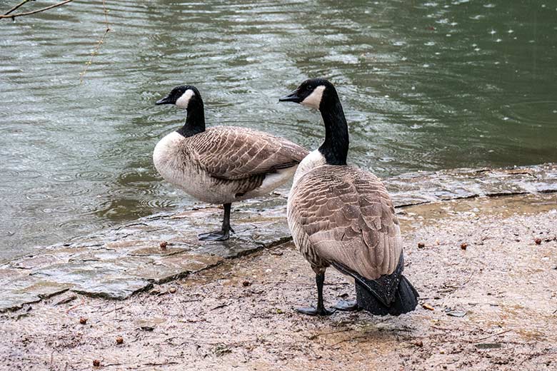 Kanadagans-Paar am 31. März 2023 am Kleinen Enten-Teich im Wuppertaler Zoo