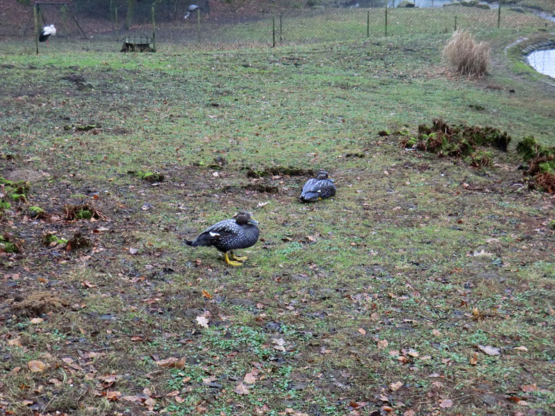 Langflügel-Dampfschiffenten im Zoologischen Garten Wuppertal im März 2012