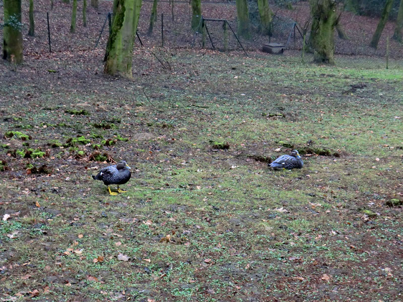 Langflügel-Dampfschiffenten im Wuppertaler Zoo im März 2012